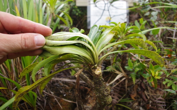 La tiare ‘Apetahi une nouvelle fois victime des hommes : une plainte déposée contre X