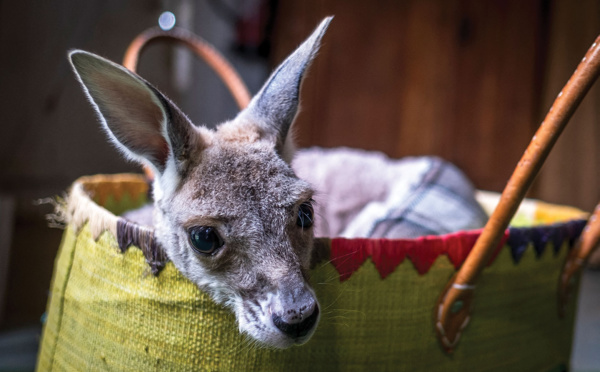 Australie: deux adolescents inculpés pour la mort de 14 kangourous