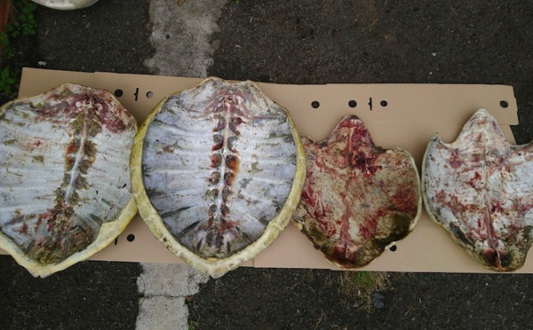 Les braconniers arrêtés après avoir jeté un sac de carapaces de tortue