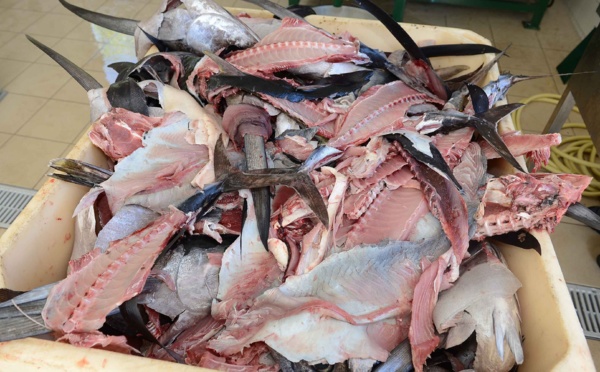 Une unité pilote de valorisation de déchets de poissons à Fare Ute