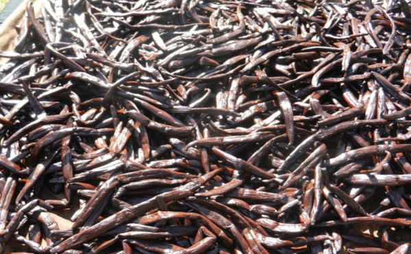 Le gouvernement veut tripler la production de vanille de Tahiti en deux ans