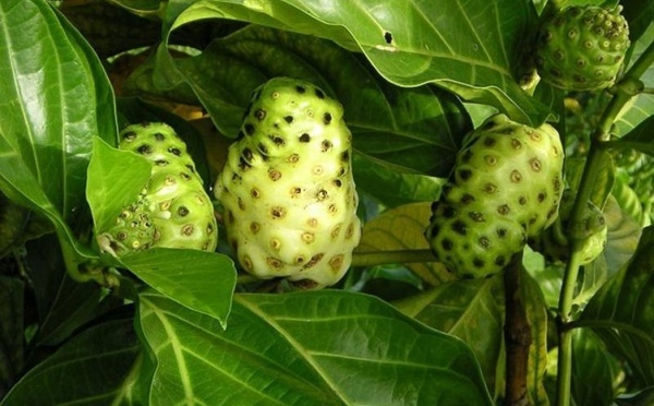 Le noni : un miracle économique encore à confirmer