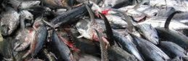 Pêcheries dans le Pacifique : des scientifiques s’en prennent à la commission thonière