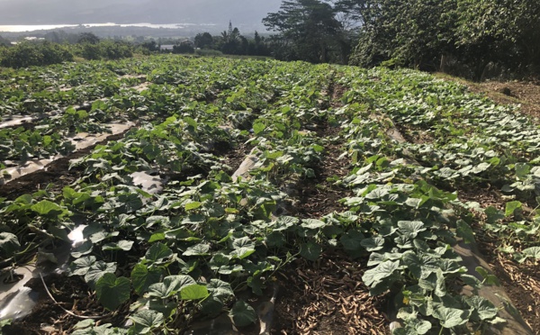 Le calme retrouvé dans les fa'a'apu de la Presqu'île