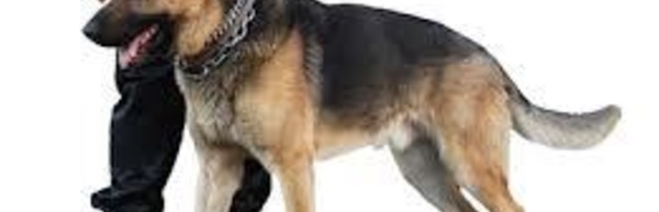 La douane saisit plus de 9 kilos de cannabis