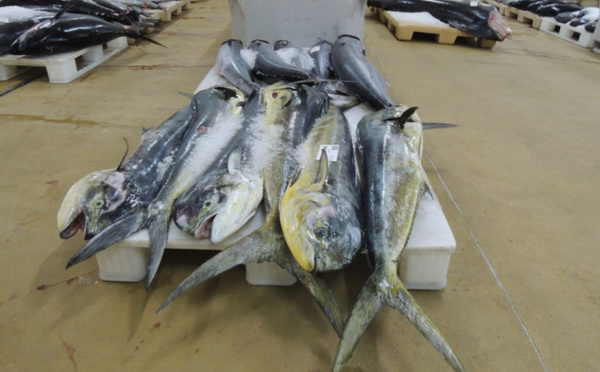 Bonne pêche en 2012 pour la Polynésie, mais peut encore mieux faire