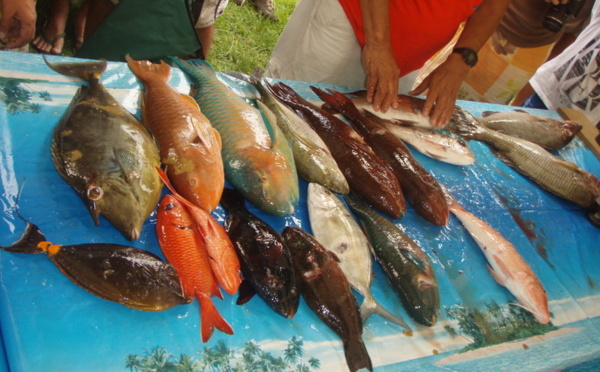Pêche sous-marine : Montagnon et Nehemia dominent le Championnat de Polynésie