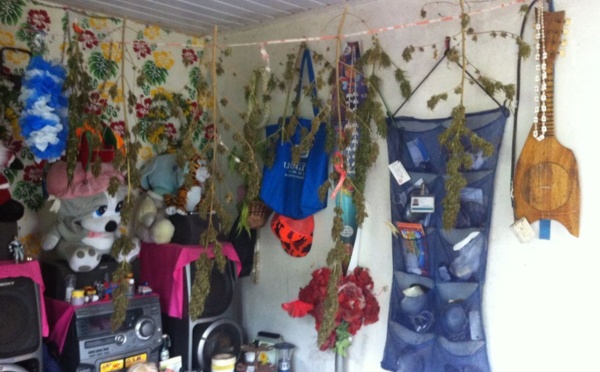 "Pakaland" à Arue: la gendarmerie met la main sur une ferme de cannabis