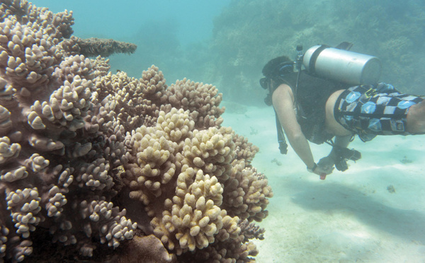 Le blanchissement a touché 98% de la Grande barrière de corail, selon une étude