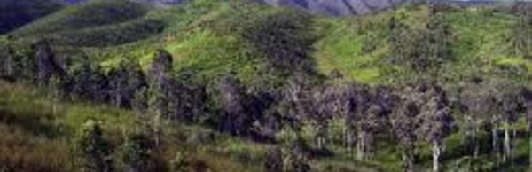 Abattage des forêts : une province salomonaise déclare la guerre aux abatteurs