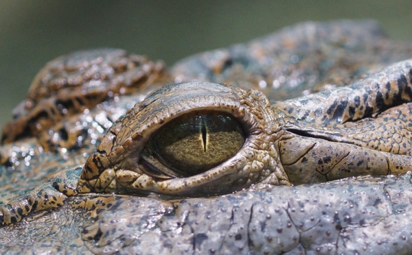 Australie: attaqué par un crocodile, un sexagénaire se défend au couteau de poche