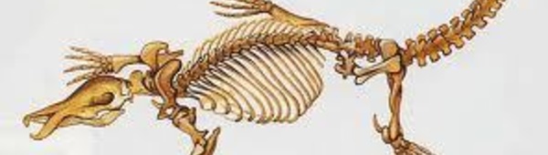 Le fossile d'un ornithorynque géant mis au jour en Australie