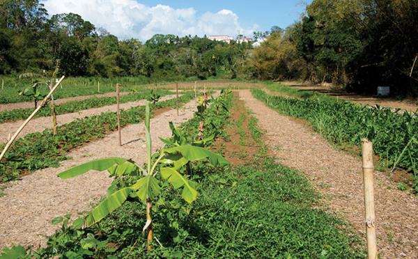 D'ici à 2080, les Antilles françaises vont connaître des sécheresses marquées