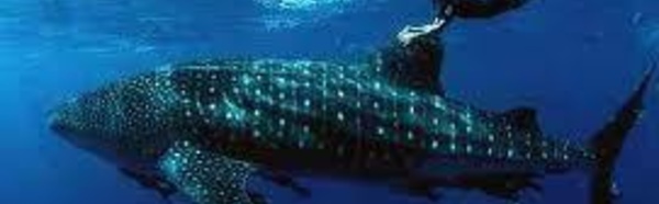 Un plongeur kiwi s’offre une séance improvisée de « Whale-riding » à Fidji