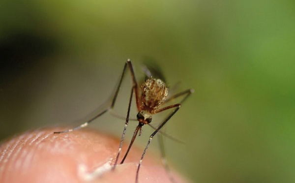 Dengue : 343 cas confirmés sur le seul mois d’octobre