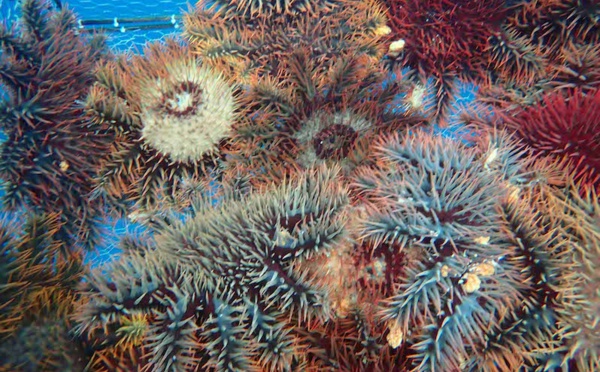 ​Alerte au taramea à Bora Bora