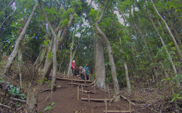 Moorea biodiversité : l'appel de la forêt