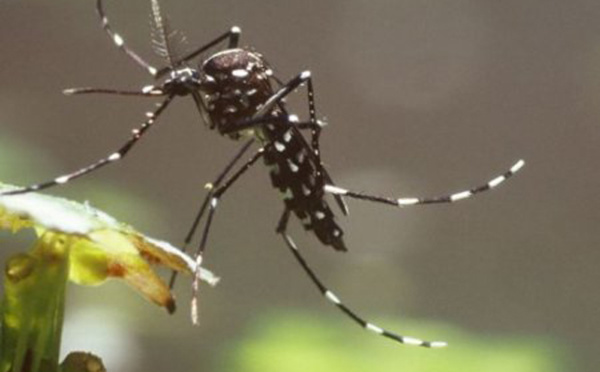 Le virus Zika progresse très vite : au moins 800 cas signalés