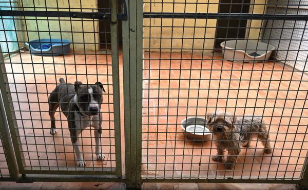 Chats, chiots, dauphins: adoption définitive d'un texte emblématique contre la maltraitance