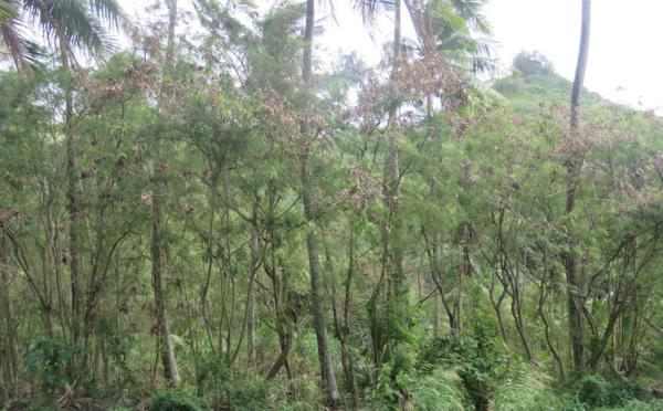 ​Une enquête publique ouverte pour un projet de 16 nouvelles habitations à Maharepa