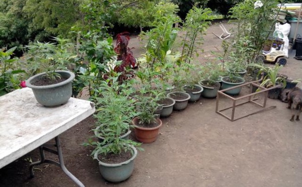 Plusieurs saisies de paka à Arue