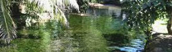 Faa'a: Par jalousie, elle prétend avoir trouvé le cadavre d'une jeune femme dans un ruisseau