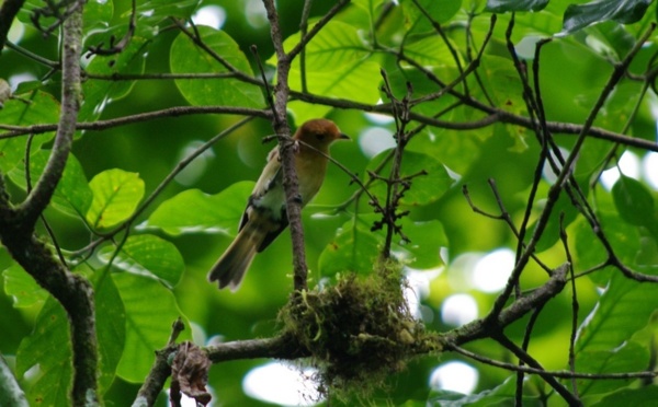 Sauvegarde du Monarque de Tahiti : la SOP Manu sensibilise les politiques