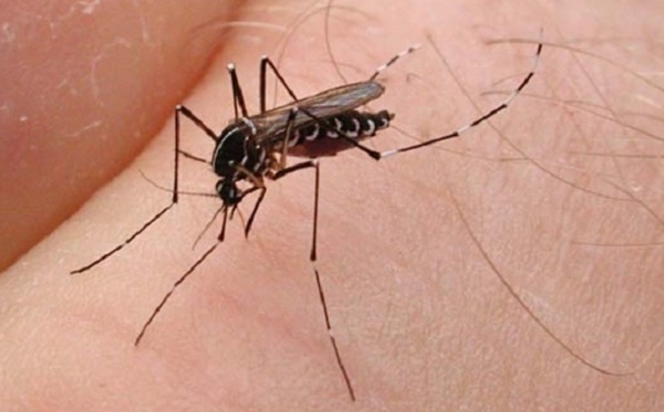 Parce qu’ils sont vecteurs de maladie, il faut faire la guerre aux moustiques