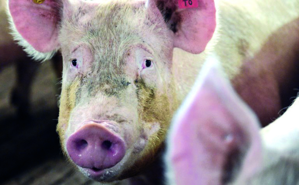 ​Aide temporaire au soutien de la filière porcine