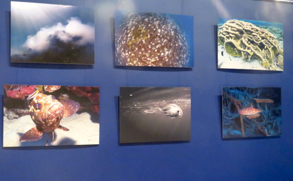 À Moorea, lumière sur le monde du silence