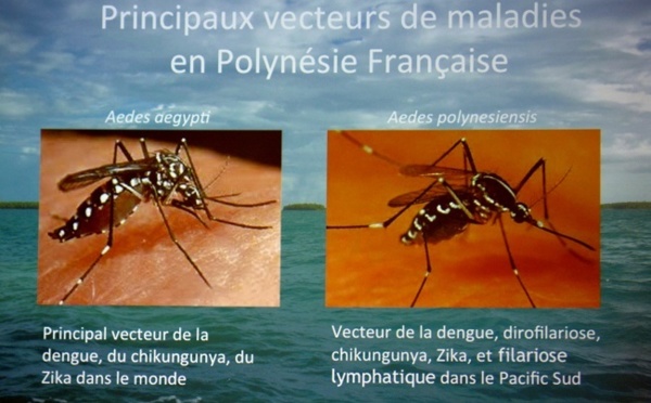Dengue : le cap du millier de cas est franchi