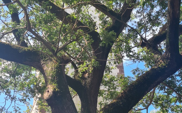 Un maru maru menace le phare de la pointe Vénus