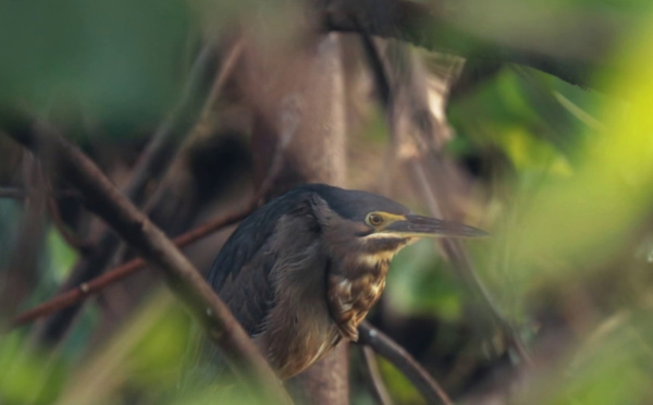 Le héron strié en danger au fenua