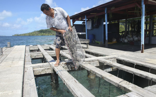 La CTC pointe "l'ampleur du travail dissimulé" dans la perliculture