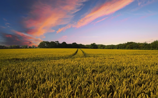 L'Hexagone a perdu 100.000 exploitations agricoles en 10 ans