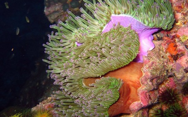 Conférence-débat sur le thème "La vie des anémones et du Corail"