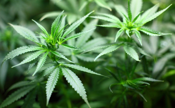 Malte légalise la culture et l'usage de cannabis récréatif, une première dans l'UE