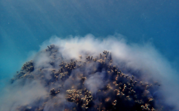 Tous à l'eau pour résoudre le mystère des coraux Porites rus