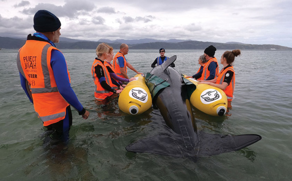 Nouvelle-Zélande: une armée de bénévoles se forme au sauvetage de cétacés