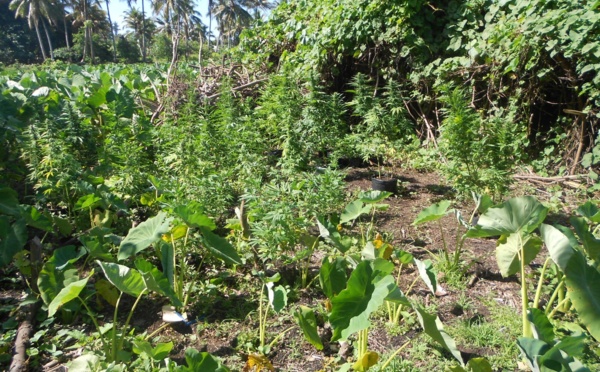 2018 plants de cannabis saisis dans le quartier Lucky à Papara