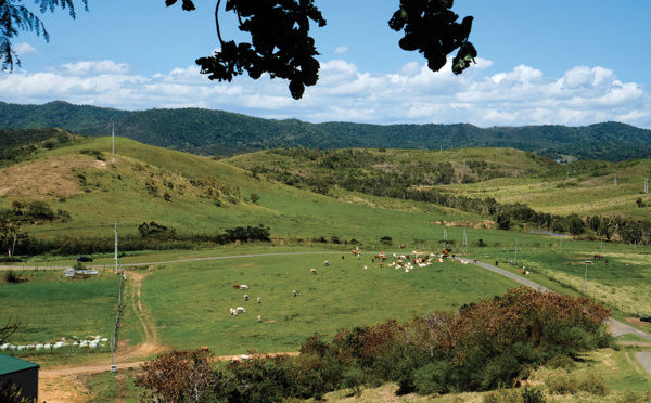 Nouvelle-Calédonie: des éleveurs européens calédoniens avant d'être français