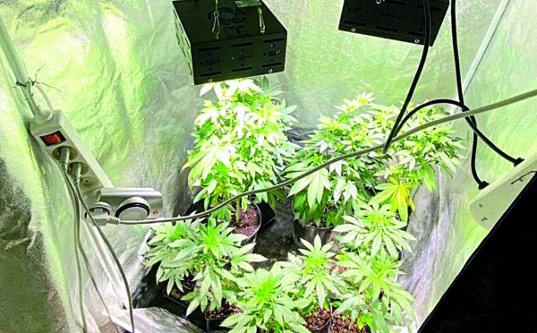 Un trafic d'herbe “online” stoppé par les gendarmes