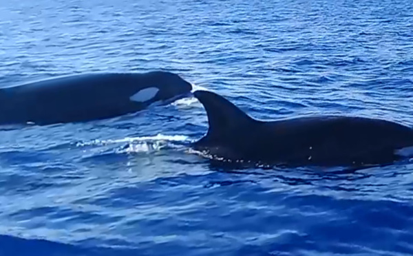 Les orques, c'est assez rare