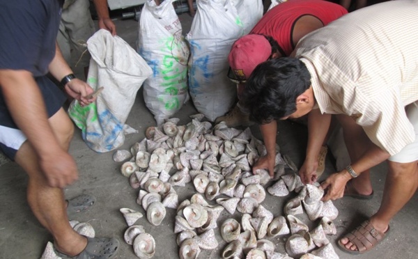 Pesée de trocas à Tautira : 219 familles pour 50 tonnes de coquilles