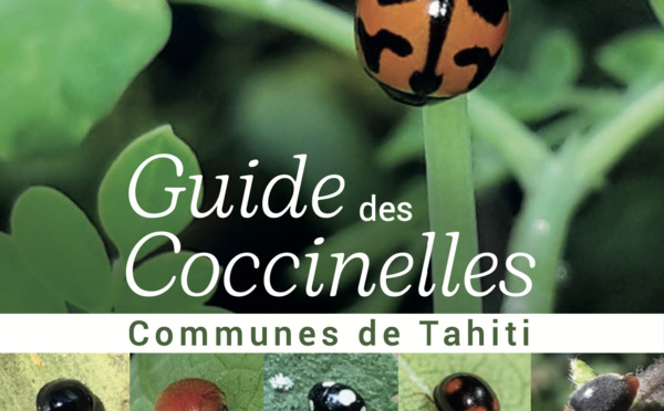 Un guide pour mieux connaître les coccinelles de Tahiti