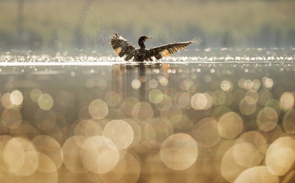 Grippe aviaire: 41 élevages infectés en France, un premier cas en Vendée