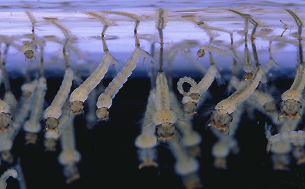 Anti-moustiques : Pacific Biotech prête à fournir du BTI au Pays