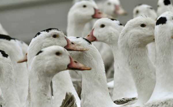 Plus de 150 élevages touchés par la grippe aviaire en France