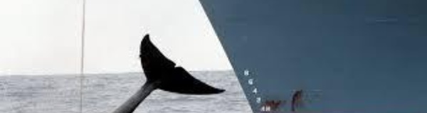 Pêche à la baleine: l'Australie envoie un avion de surveillance