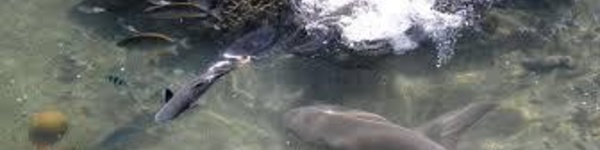 Un baigneur mordu par un requin en Nouvelle-Calédonie